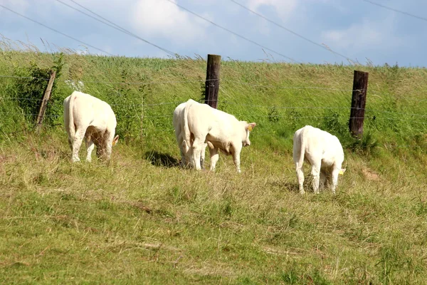 Una vaca blanca —  Fotos de Stock