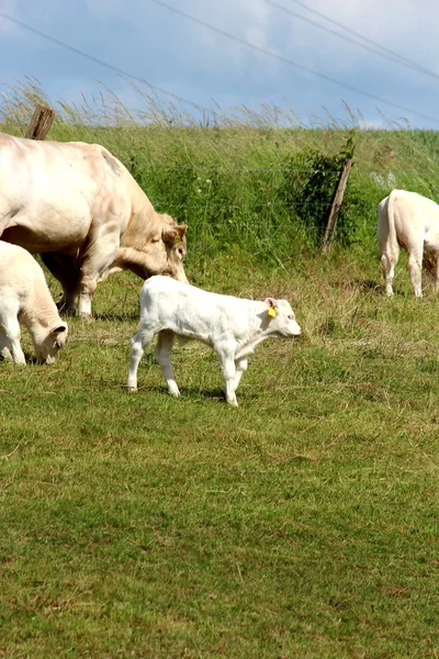 Una mucca bianca — Foto Stock
