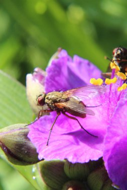 Bir çiçeğin üzerindeki sinek.