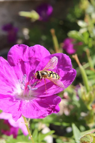 Una mosca en una flor —  Fotos de Stock