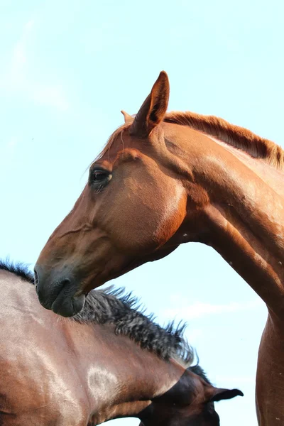 Un cavallo. — Foto Stock