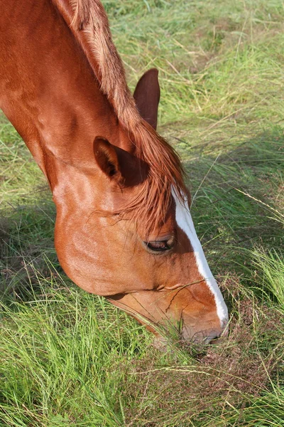 A horse — Stock Photo, Image