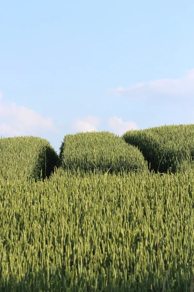 Un campo de grano — Foto de Stock