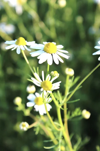 A daisy plant — Stock Photo, Image