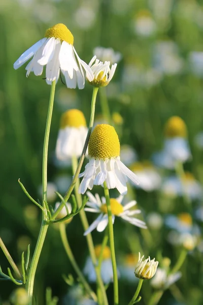 Daisy rostlina — Stock fotografie