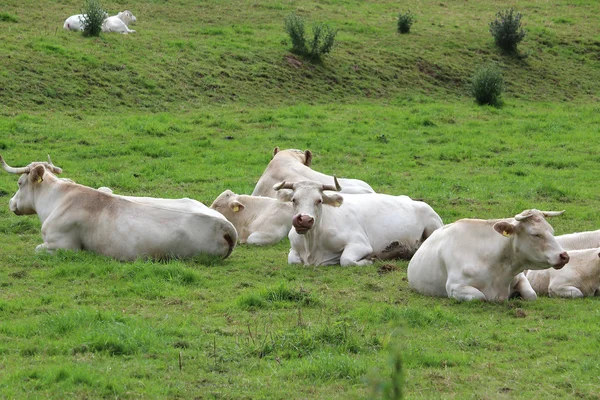 Egy fehér tehén — Stock Fotó
