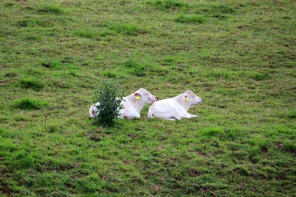Beyaz bir inek — Stok fotoğraf