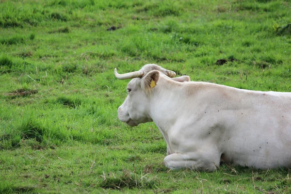 Una vaca blanca — Foto de Stock