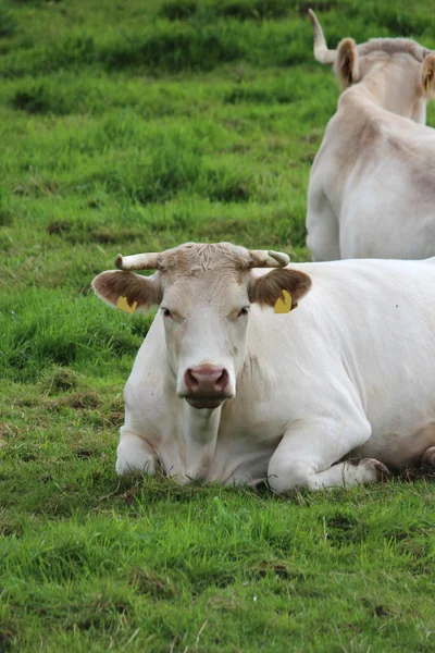 Egy fehér tehén — Stock Fotó