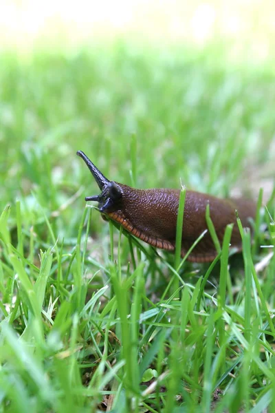Vineyard snail — Stock Photo, Image