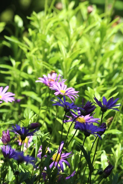 아름 다운 꽃 꽃 — 스톡 사진