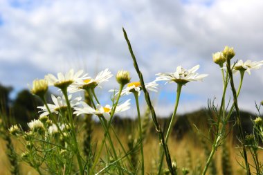 daisy bitki