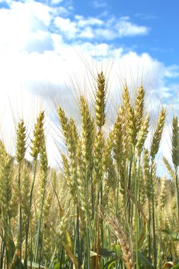 A grain field clipart