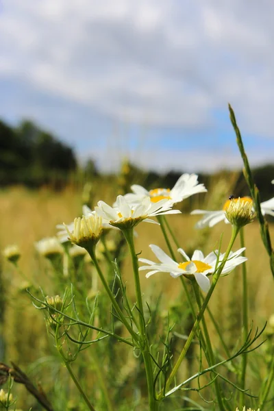 A daisy plant — Stock Photo, Image