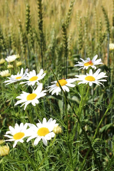 Daisy rostlina — Stock fotografie