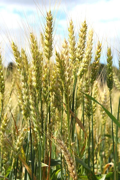 Un champ de céréales — Photo
