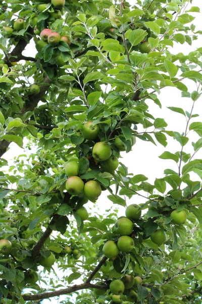 stock image Apple tree