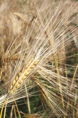 A grain field clipart