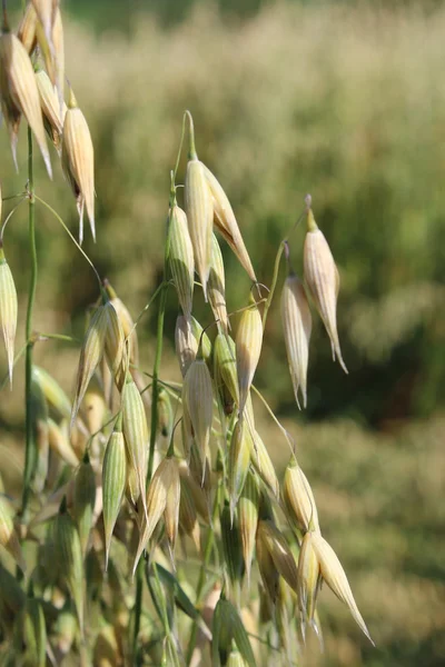 Un champ de céréales — Photo