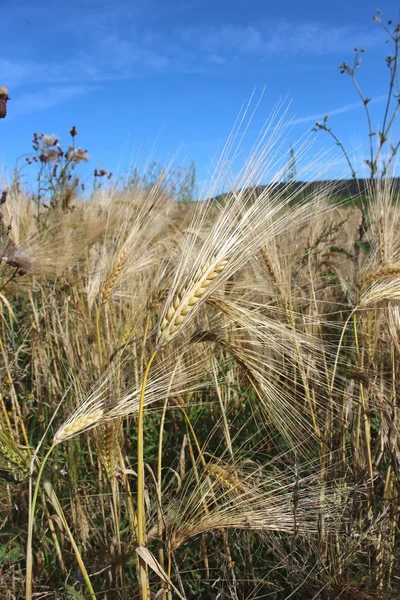 Ein Getreidefeld — Stockfoto
