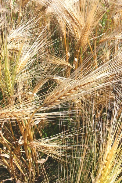 Ein Getreidefeld — Stockfoto
