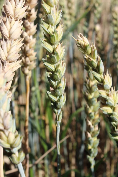Un campo di grano — Foto Stock