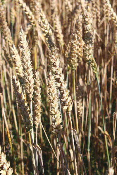 A gabona területen — Stock Fotó