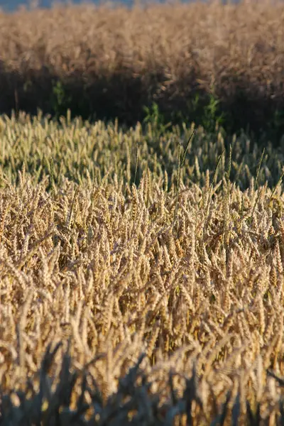 Ett korn fält — Stockfoto