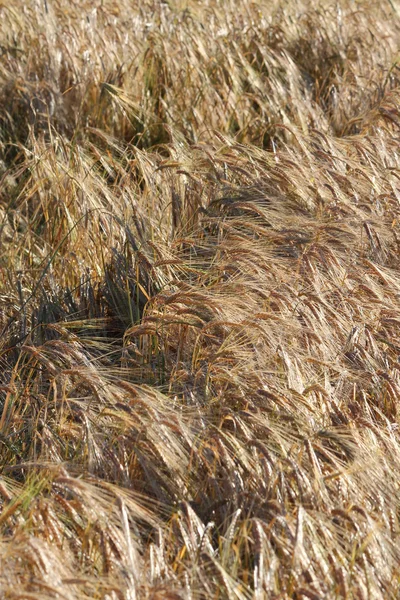 Un campo de grano — Foto de Stock