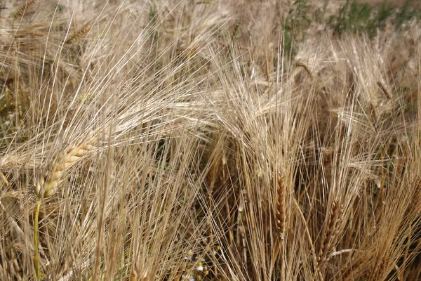 A grain field Stock Image