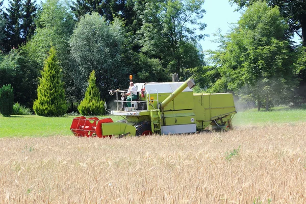 A grain field — Stock Photo, Image