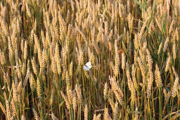 stock image A grain field