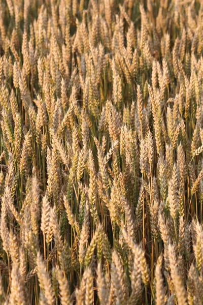 A gabona területen — Stock Fotó
