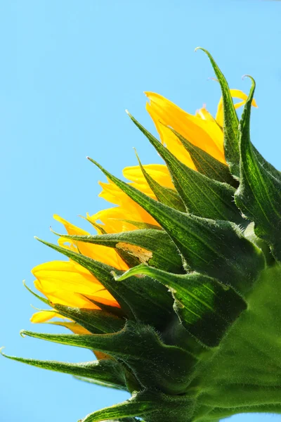 Flores bonitas flor — Fotografia de Stock