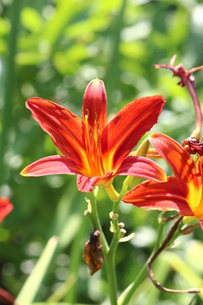 아름 다운 꽃 꽃 — 스톡 사진