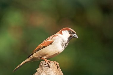 Serçe (Passer domesticus)