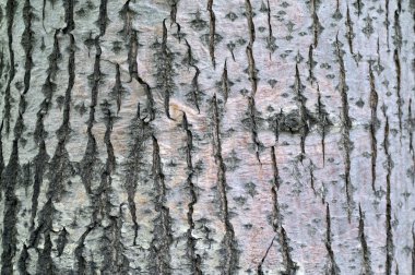 Linden tree bark textural background clipart
