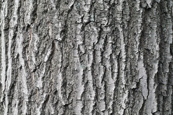 Oak tree bark textural background — Stock Photo, Image
