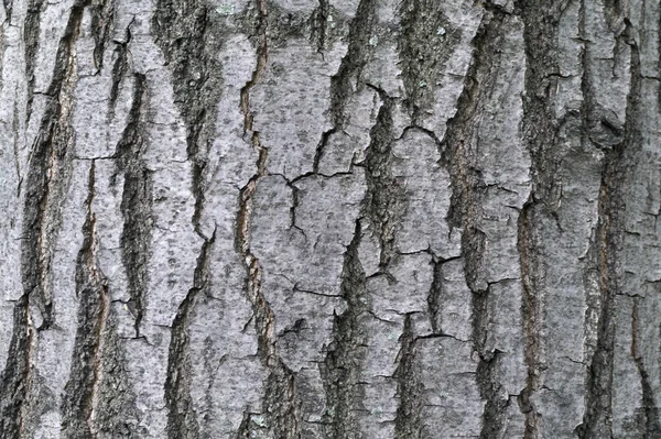 Ash tree schors textuur achtergrond — Stockfoto