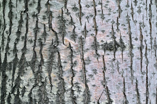 Linden tree bark textural background — Stock Photo, Image