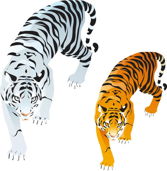Тигры — стоковый вектор
