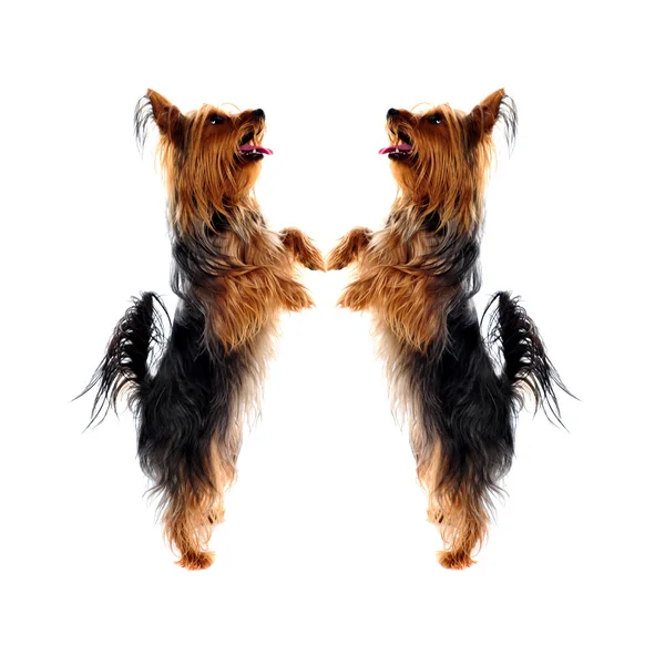 Deux adorant Yorkshire Terrier animaux — Photo