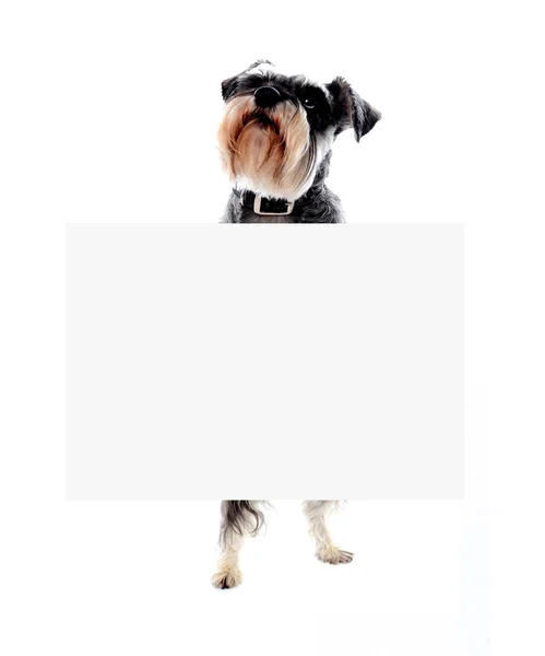 Собака по кличке Аузер держит плакат с рекламой — стоковое фото