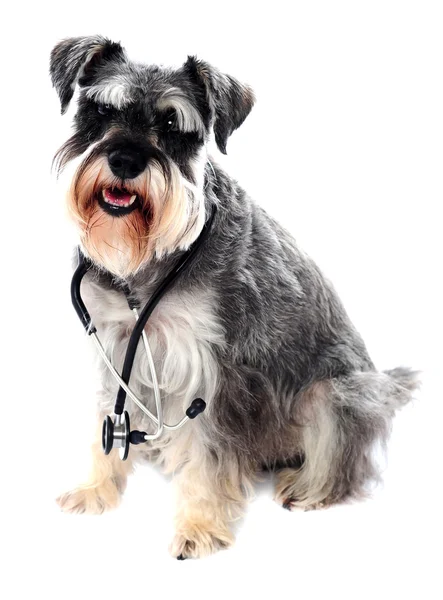Шнауцеровская собака позирует со стетоскопом — стоковое фото