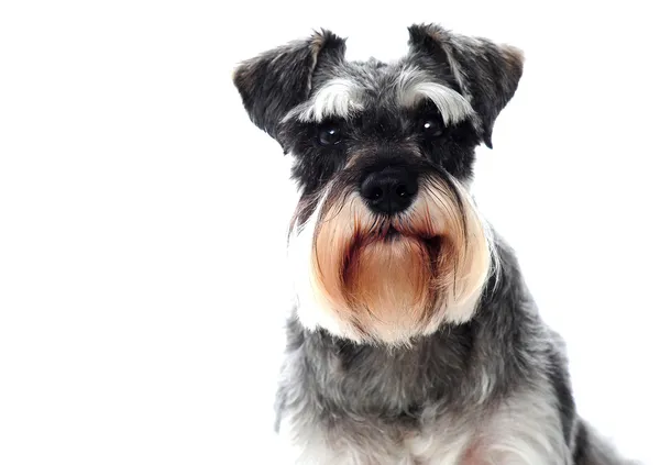 小型の黒と白のミニチュアシュナウザー犬 — ストック写真