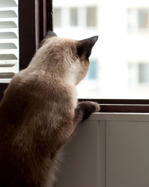 Siamese cat looking out the window clipart