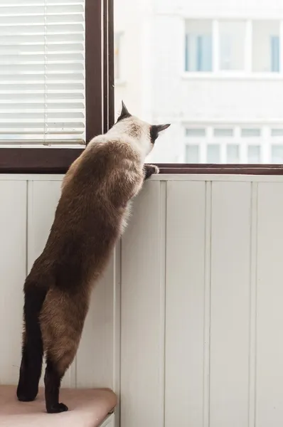 Siamese gato olhando pela janela — Fotografia de Stock