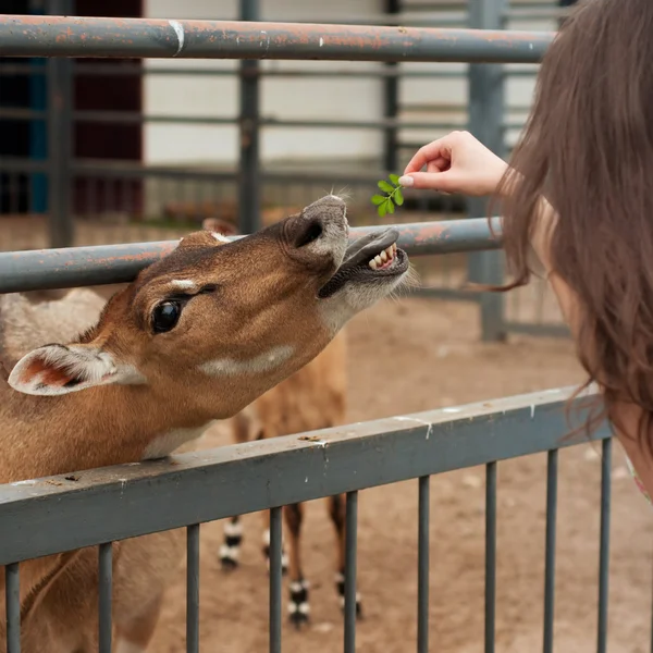 stock image Girl feeding a young deer