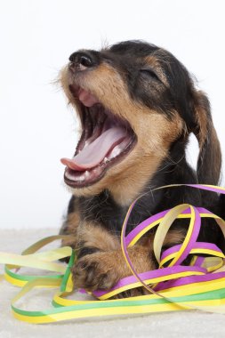 Puppy yawning while playing with serpentines clipart