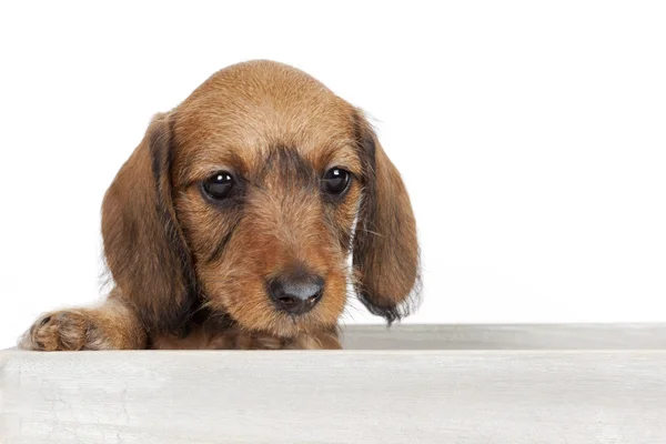 Puppy sitting in a wooden box — 图库照片